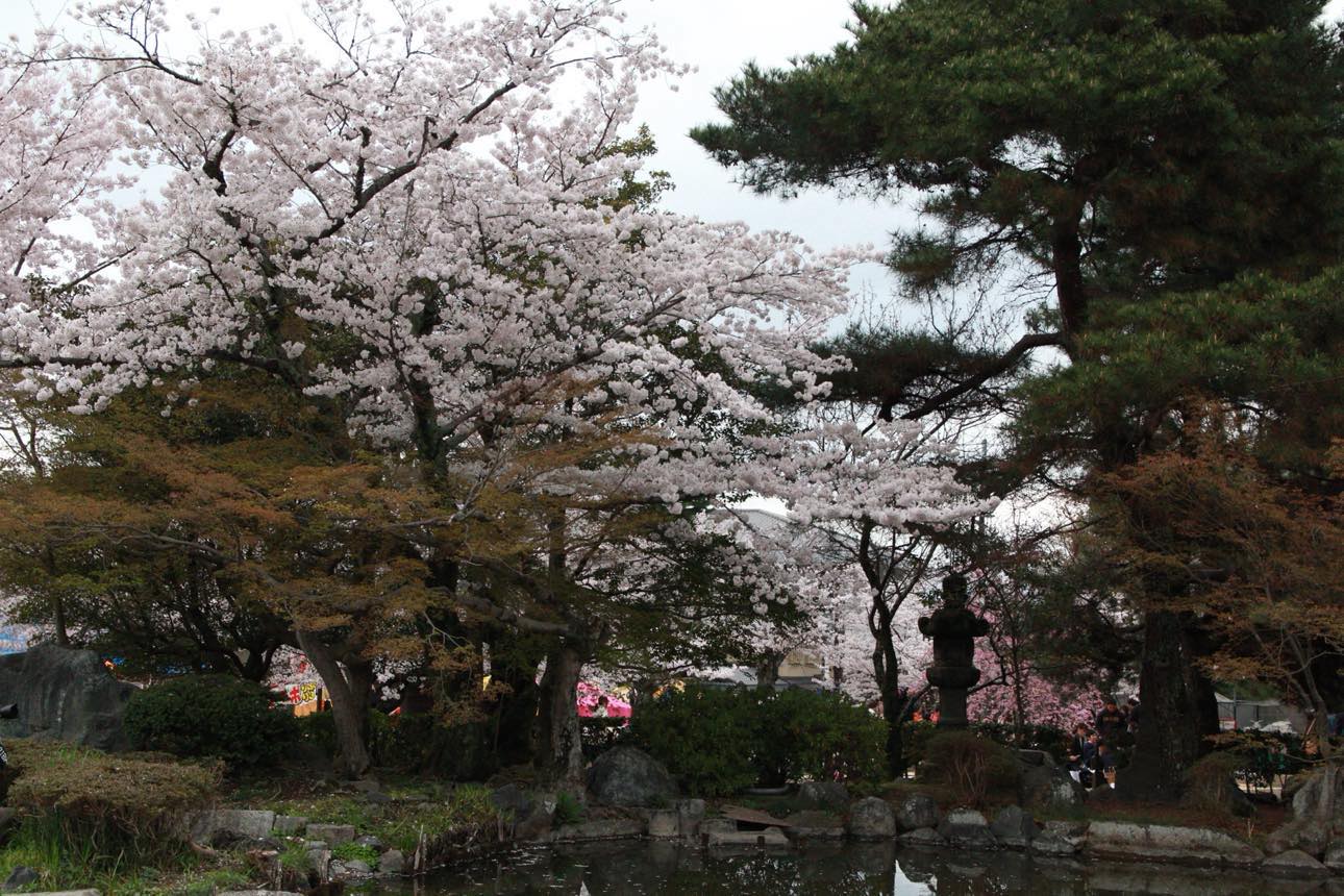 sakura trees