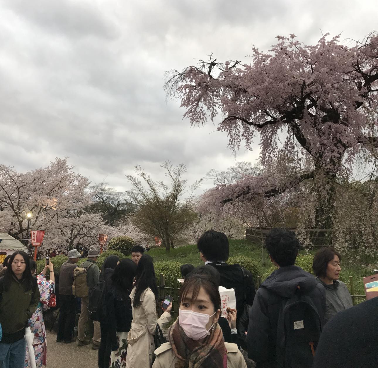 kyoto_festival_sakura