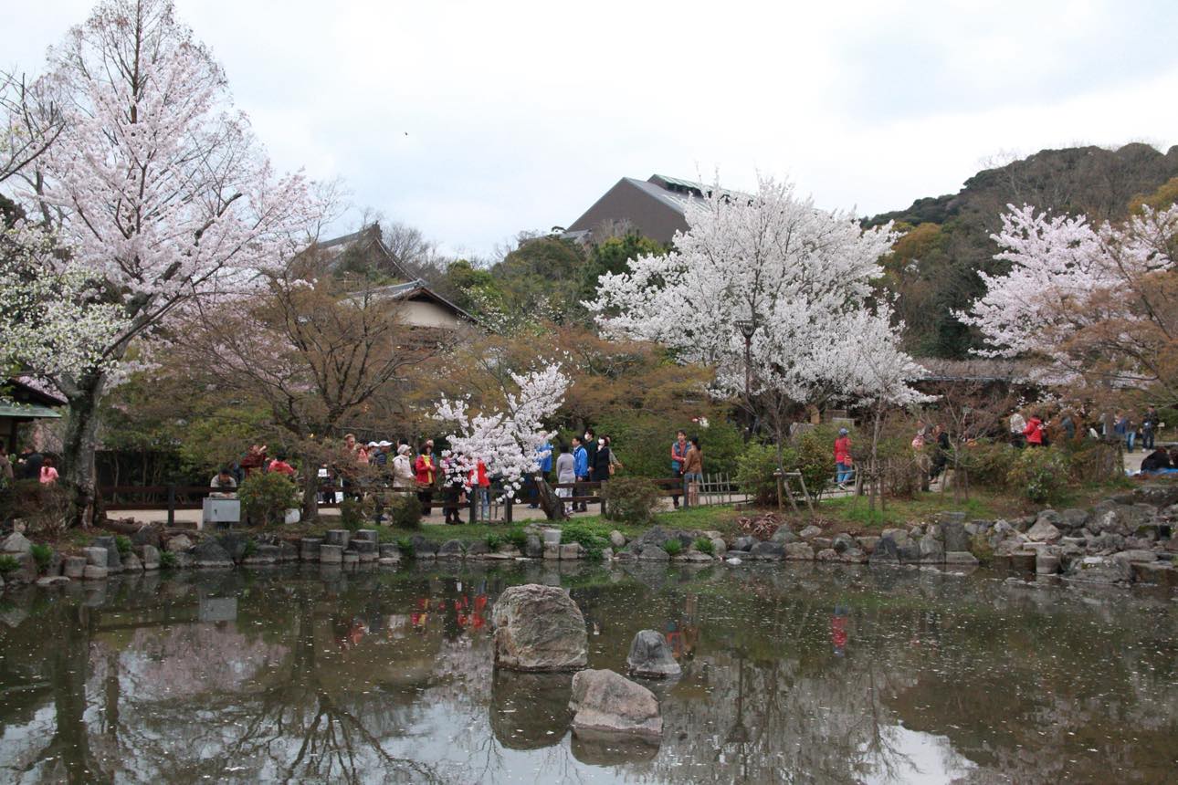kyoto_festival_sakura
