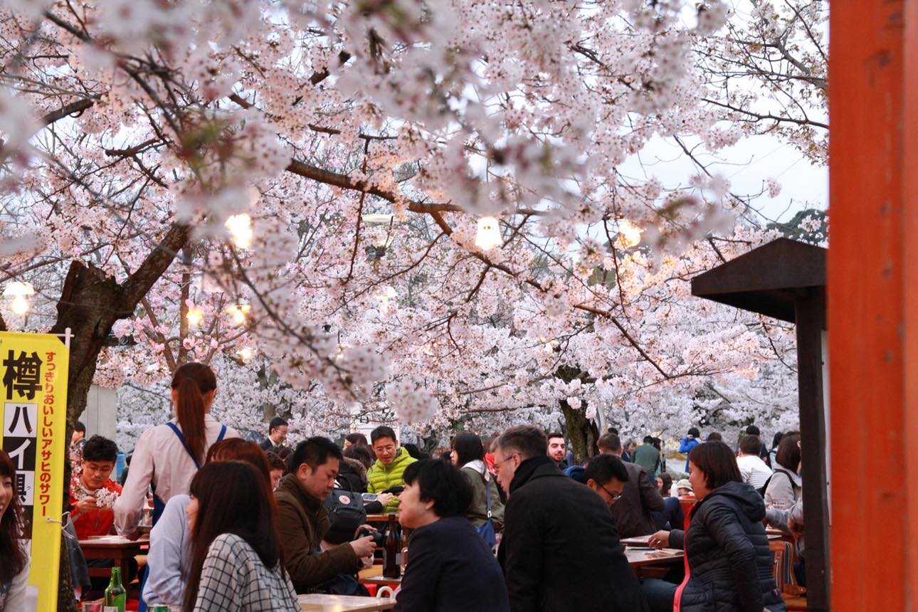 picture of picnic surrounded by sakura trees