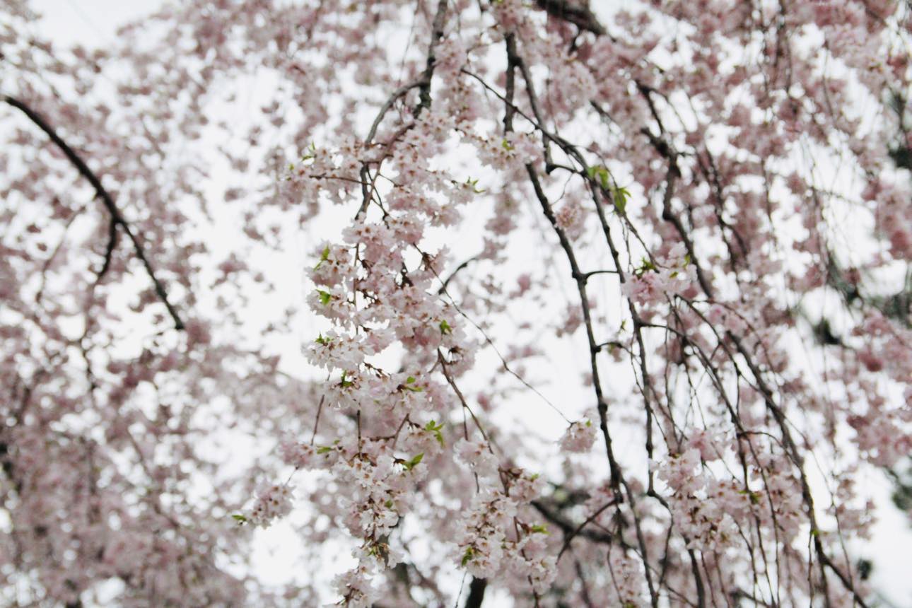 pretty_sakura_flowers